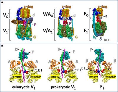 Eukaryotic yeast V1-ATPase rotary mechanism insights revealed by high-resolution single-molecule studies